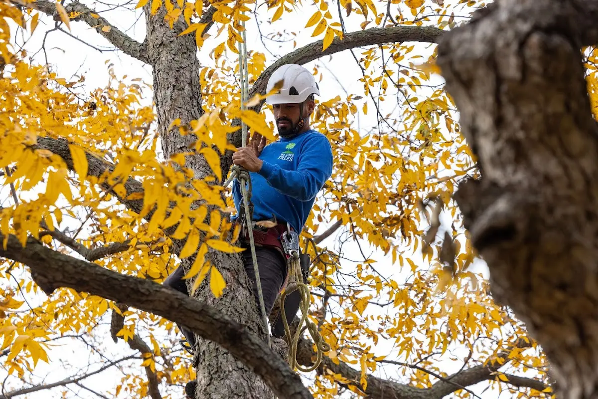 Skilled Tree Pruning crew working in Stanleytown